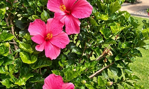 gallery-img-4