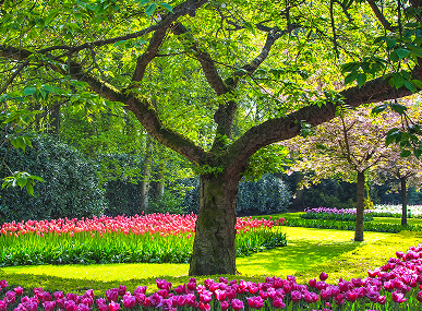 Colourful established garden on the Sapphire Coast