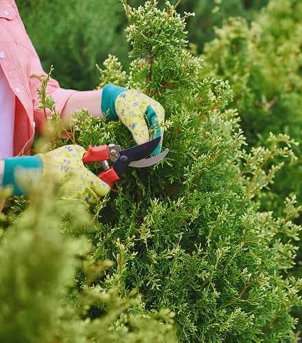 Green waste removal and garden maintenance