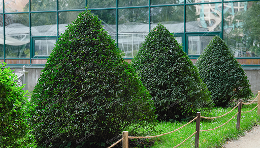 Seasonal hedge trimming on the Sapphire Coast