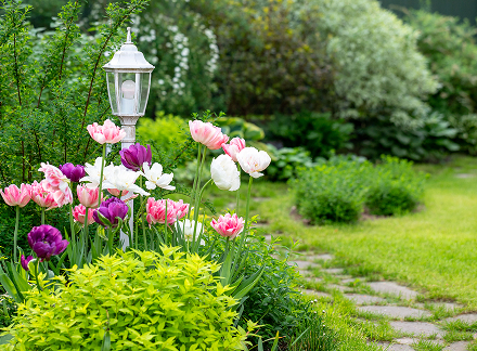 Maintained lawn and garden in Eden