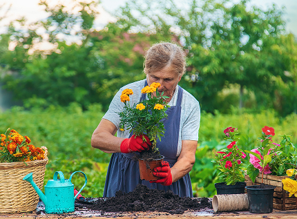 Local gardener tending flowers