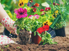 Colourful flowers in a garden bed