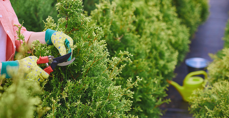 Signs Your Hedges Need Trimming