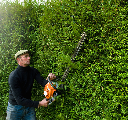 Regular hedge trimming for healthy even growth