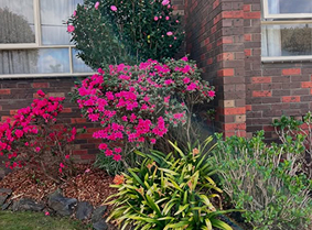 Neat shaped hedges in a maintained garden